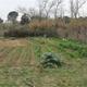 32a+setmana+de+l%27arbre.+Plantada+popular