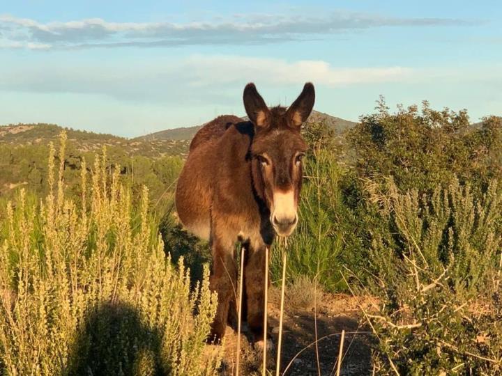 Benestar animal i històries de cavalls