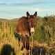 Benestar+animal+i+hist%c3%b2ries+de+cavalls