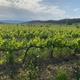 Itinerari+guiat+entre+vinyes+a+Sant+Pau
