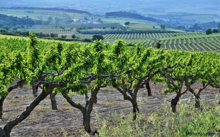 L’aclarida a la terra del Préssec d’Ordal