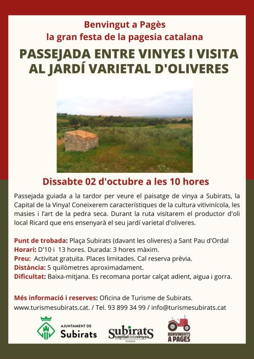 Passejada entre vinyes i visita al jardí varietal d'oliveres