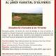 Passejada+entre+vinyes+i+visita+al+jard%c3%ad+varietal+d%27oliveres