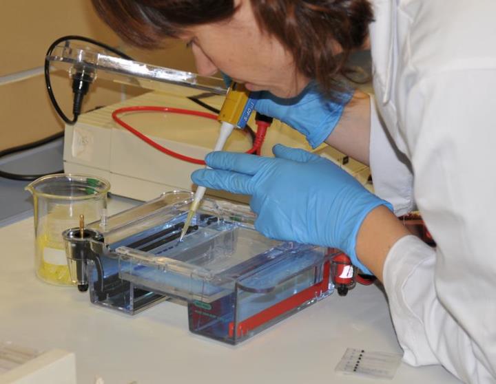Regulació de l’acidesa i el pH en el vi mitjançant l’ús de llevats seleccionats