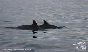 Albirament de dofins a la costa del Garraf