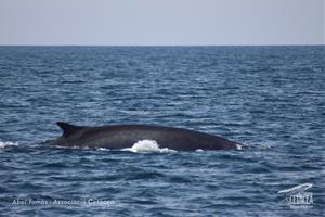Albiren 13 balenes aquest cap de setmana a la costa del Garraf. Associació Cetàcea