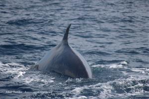 Albiren 13 balenes aquest cap de setmana a la costa del Garraf
