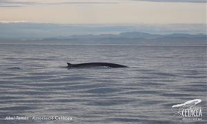 Albiren les primeres balenes de l'any a la costa del Garraf