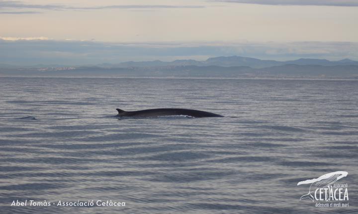 Albiren les primeres balenes de l'any a la costa del Garraf. Associació Cetàcea