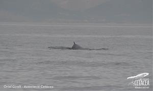 Albiren les primeres balenes de l'any a la costa del Garraf