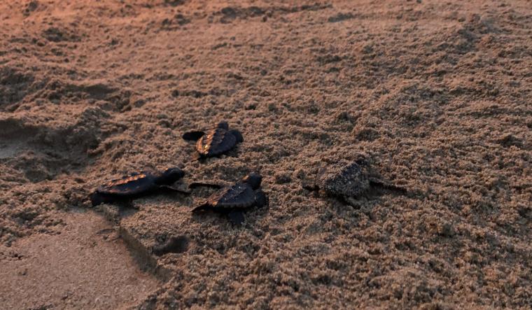 Alliberades al mar 17 tortugues careta més del niu de la platja de Calafell. GEPEC