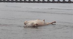 Apareix a la platja de Cunit un exemplar boví en descomposició. Ajuntament de Cunit