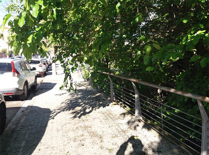 Arbre al carrer de la Torre d'Enveja. Ferran Savall