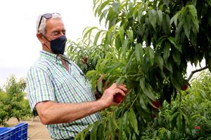 Arrenca la collita de Préssec d'Ordal, marcada per fruits menuts però de més qualitat que el 2020