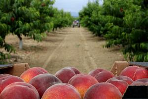 Arrenca la collita de Préssec d'Ordal, marcada per fruits menuts però de més qualitat que el 2020