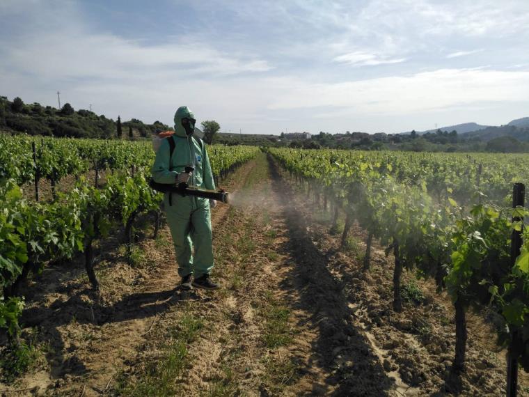 Avenç en el coneixement de tècniques i mètodes alternatius a la lluita contra plagues en viticultura. INCAVI
