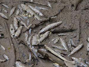 Bosc Verd denuncia l'elevada mortalitat dels peixos al riu Foix. Bosc Verd