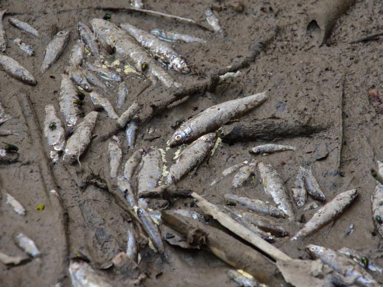 Bosc Verd denuncia l'elevada mortalitat dels peixos al riu Foix. Bosc Verd