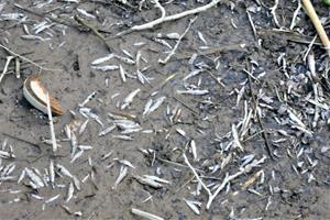 Bosc Verd denuncia l'elevada mortalitat dels peixos al riu Foix
