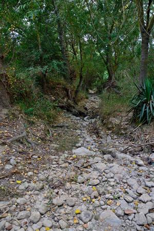 Bosc Verd denuncia l'elevada mortalitat dels peixos al riu Foix