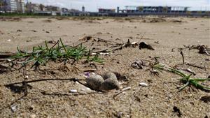 Calafell protegirà les zones renaturalitzades i les de cria d’espècies amenaçades a les platges . Ajuntament de Calafell