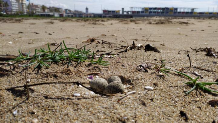 Calafell protegirà les zones renaturalitzades i les de cria d’espècies amenaçades a les platges . Ajuntament de Calafell