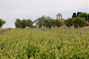 Cellers Torres elabora el primer vi amb la varietat ancestral Moneu, recuperada recentment al Penedès. ACN