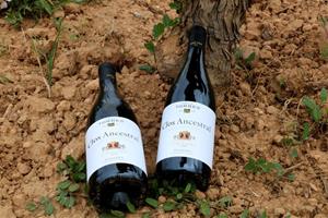 Cellers Torres elabora el primer vi amb la varietat ancestral Moneu, recuperada recentment al Penedès