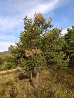 Comencen els tractaments aeris per al control de la processionària del pi