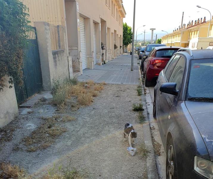 Denuncien el maltractament i enverinament de diversos gats a Castellet i la Gornal . ERC