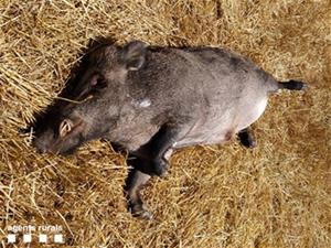 Denuncien un home que atropellava senglars a Torrelles de Foix, a l'Alt Penedès. Agents Rurals