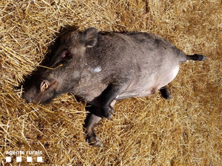 Denuncien un home que atropellava senglars a Torrelles de Foix, a l'Alt Penedès. Agents Rurals