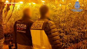 Desarticulada una de les majors organitzacions criminals d'origen xinès dedicada al tràfic internacional de marihuana