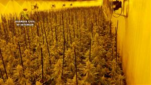 Desarticulen una organització criminal dedicada a la producció de marihuana des de l'Arboç . Guàrdia Civil