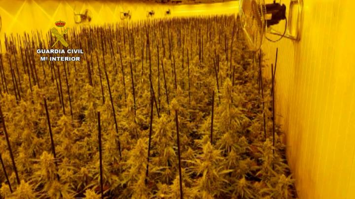 Desarticulen una organització criminal dedicada a la producció de marihuana des de l'Arboç . Guàrdia Civil