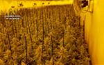 Desarticulen una organització criminal dedicada a la producció de marihuana des de l'Arboç . Guàrdia Civil