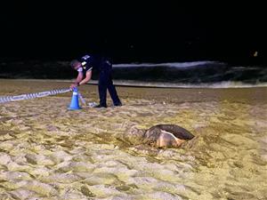 Descobreixen a Calafell el primer niu de tortuga marina d'aquesta temporada. Ajuntament de Calafell