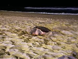 Descobreixen a Calafell el primer niu de tortuga marina d'aquesta temporada