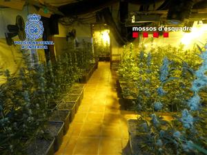 Desmantellen una plantació de marihuana amb capacitat per a 4.000 plantes a Mediona