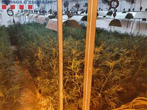 Desmantellen una plantació de marihuana indoor en una nau industrial al Pla del Penedès. Mossos d'Esquadra