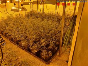 Desmantellen una plantació de marihuana indoor en una nau industrial al Pla del Penedès