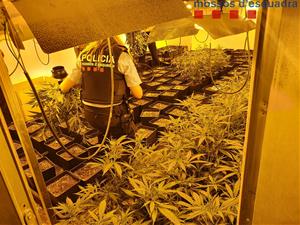 Desmantellen una plantació de marihuana indoor en una nau industrial al Pla del Penedès