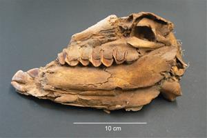 Detall d'un crani d’un dels fetus de cavall analitzat a l’estudi, procedent de la fortalesa de Vilars d'Arbeca. A. Nieto Espinet/ GIP-UdL