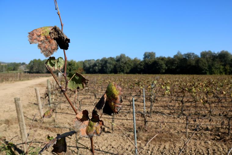 Detall d'un pàmpol de vinya ecològica en plena tardor. ACN