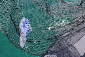 Detall d'uns plàstics recollits per l'embarcació de neteja del mar de Sitges. Imatge del 15 de juny del 2021. Ajuntament de Sitges