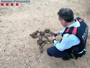 Detingut un veí de Sant Pere de Ribes per instal·lar paranys il·legals en una finca de Godall. Mossos d'Esquadra