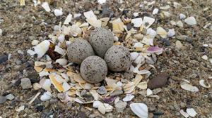 El corriol petit entra en l’època de nidificació a la platja de Les Botigues de Sitges. Ajuntament de Sitges