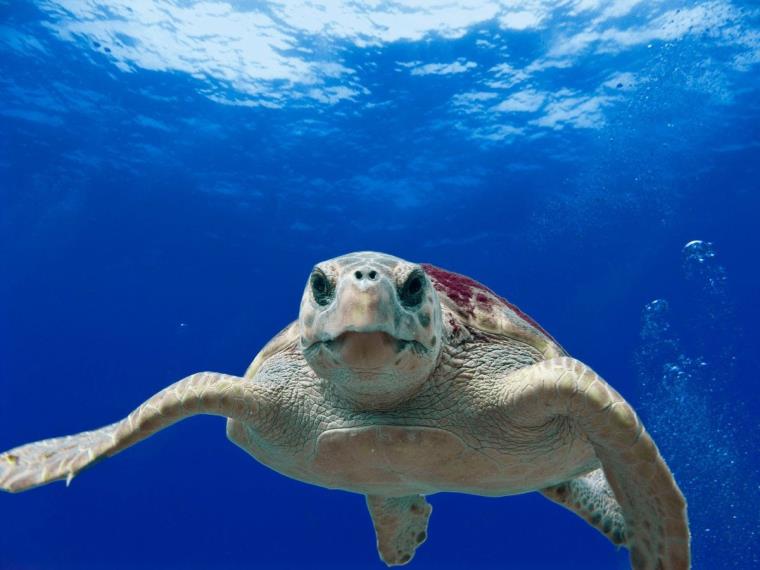 El GEPEC-EdC busca voluntaris per ajudar a protegir la tortuga babaua i els seus nius a les platges del Penedès i Garraf. GEPEC