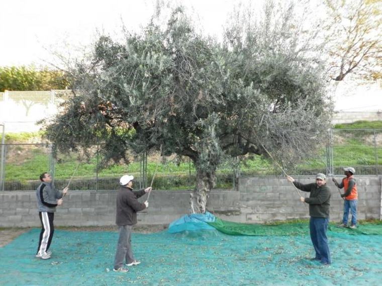 El “grup de la terra” de Càritas cull les olives de les oliveres dels espais públics de Vilafranca. Ajuntament de Vilafranca