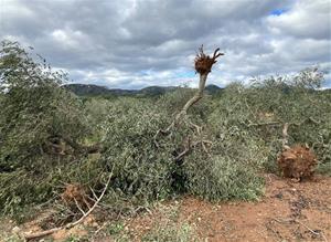 El Meteocat conclou que cinc tornados van tocar a terra durant la ventada de finals de novembre. ACN